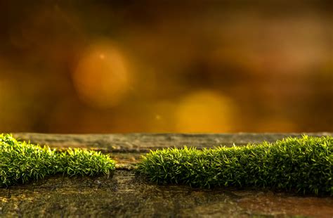 Free Images Tree Nature Forest Grass Light Bokeh Plant Board