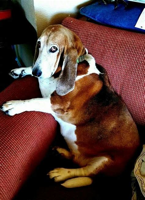 Bassett Hound Cute Puppies Bliss Dogs Animals Animales Animaux