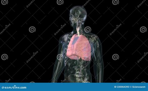 Een Menselijke Longen Deel Van Anatomie Menselijk Lichaam Model Met