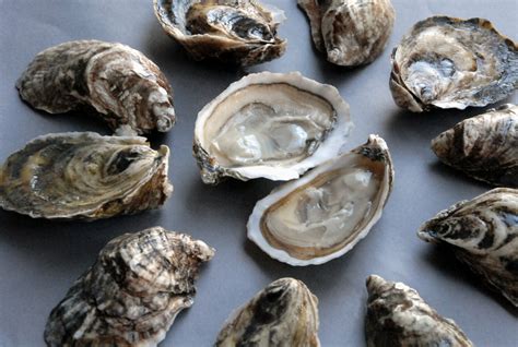 Wellfleet Oysters For Sale – The Famous New England Oyster — Intershell Seafood