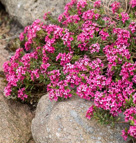 Daphne Cneorum Rosmarinseidelbast Gartenpflanzen Daepp