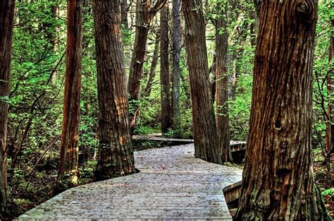 White Cedar Swamp Trail Friends Of The Cape Cod National Seashore