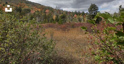 A Field With Trees And Bushes On A Cloudy Day Photo Free Cranberry Glades Botanical Area Image