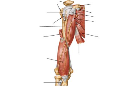 Brachium Quiz