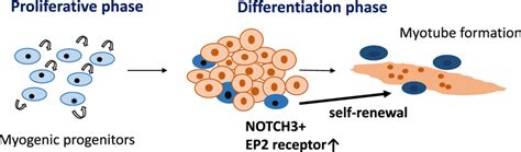 Notch3 And Ep2 Are Key Signaling Molecules For Self Renewal Of Muscle Download Scientific