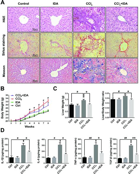 Ida Attenuates The Progression Of Liver Fibrosis In Ccl Treated Mice