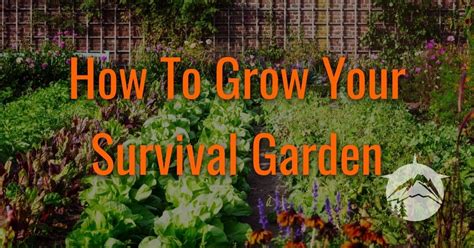 How To Grow Your Survival Garden