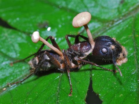 Ophiocordyceps Unilateralis Fungus