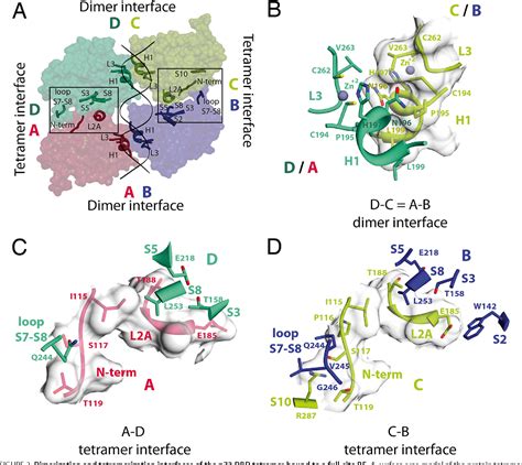 Figure 2 From Crystal Structures Of The Dna Binding Domain Tetramer Of The P53 Tumor Suppressor