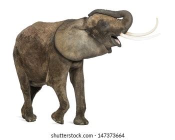 2,043 Elephant trumpet Images, Stock Photos & Vectors | Shutterstock