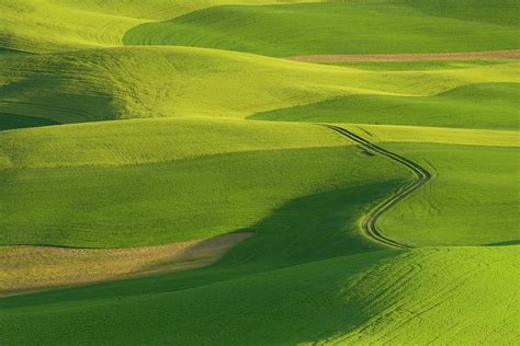 Rolling Fields Of Wheat And Peas In Photograph By Darrell Gulin Fine