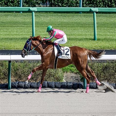 【中山6r新馬戦結果】オメガシンフォニーが7馬身差圧勝で人気に応える 2022年10月1日掲載 ライブドアニュース