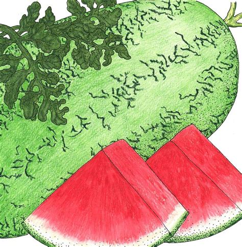 Organic And Non Gmo Watermelon Seeds From 399 Grow Organic