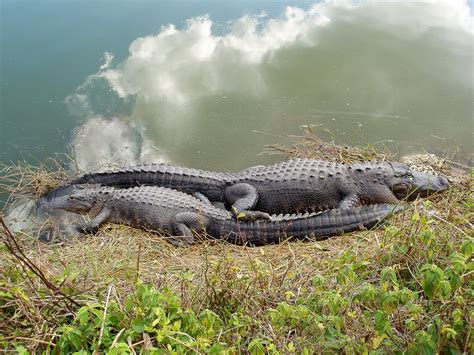 Crocodiles Everglades Riverbank - Free photo on Pixabay - Pixabay