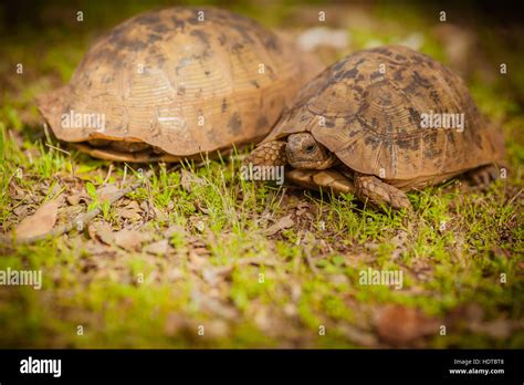 Terrestrial Herbivore Hi Res Stock Photography And Images Alamy