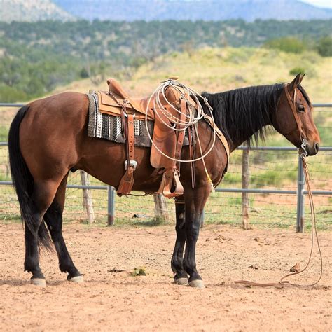 Valley View Ranch Texas Horses For Sale at John Dumas blog