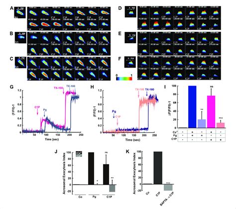 C1p Triggers Extracellular Calcium Influx Leading To Sperm Acrosomal