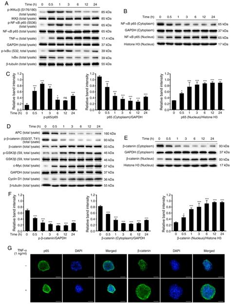 Tnf‑α Promotes The Malignant Transformation Of Intestinal Stem Cells