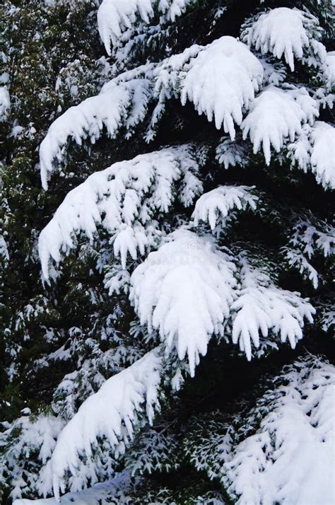 Ramos De árvores De Natal Cobertos De Neve Branca E Flúcida Na Floresta