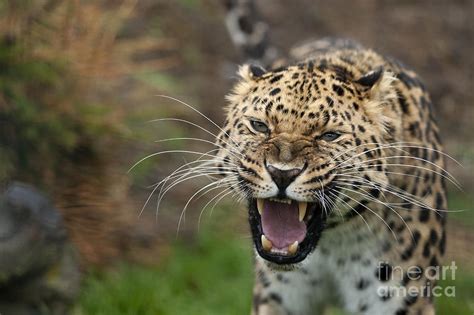 Amur Leopard Snarling Photograph by Philip Pound | Fine Art America