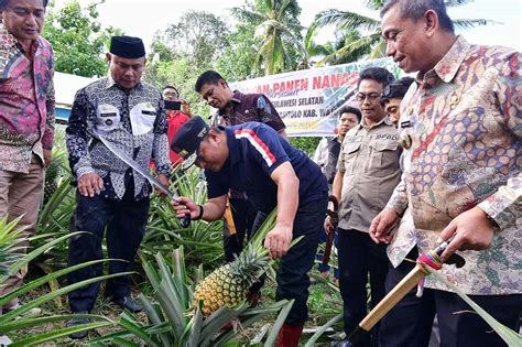 Hektare Lahan Petani Di Desa Palippu Hasilkan Ribu Buah Nanas