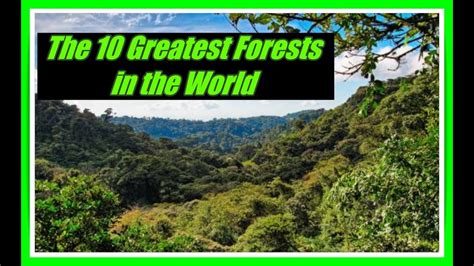 The Largest Forests In The World Natural Beauties That Defy The