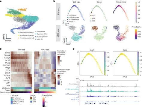 Chromatin Accessibility And Gene Expression Along The Trajectory Of