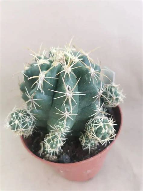 Thelocactus Sp Siracactus Cactacee Con Spine Vendita Online