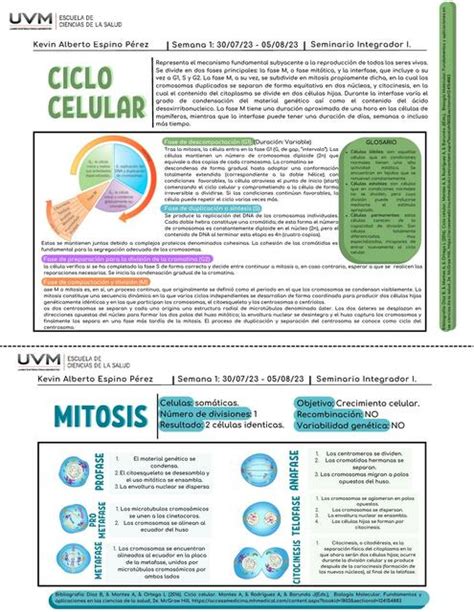 Ciclo Celular Kevin Espino UDocz