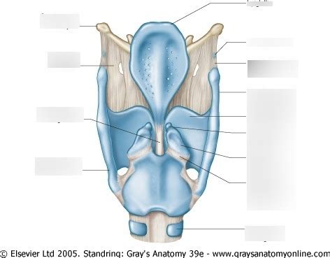 Posterior View Of The Larynx Faceartdrawingsketchescartoon