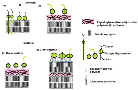 Bacterial Surface Layer Proteins From Moonlighting To Biomimetics A