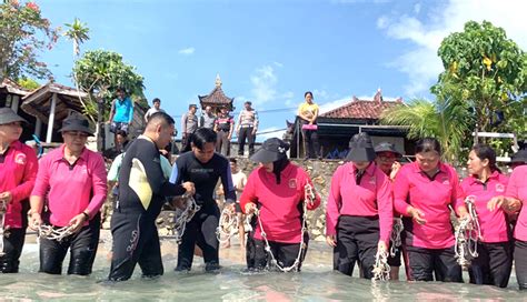 NUSABALI Bhayangkari Tanam Terumbu Karang Di Nusa Penida