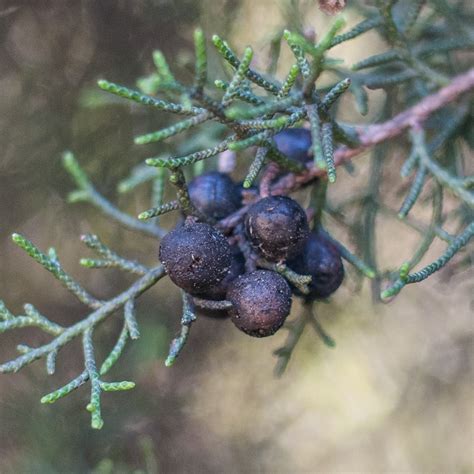 Juniperus thurifera Va de Árboles