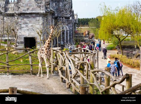 Pairi Daiza Belgium April 11 2016 Giraffe In The Zoo Pairi Daiza