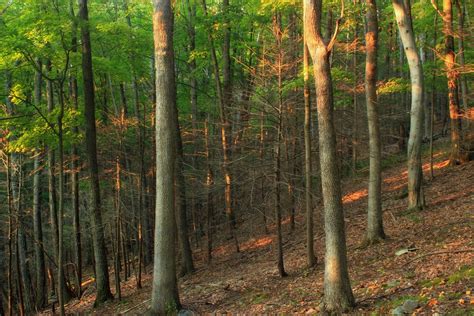 Kostenlose Foto Baum Natur Wald Wildnis Wandern Weg Sonnenlicht