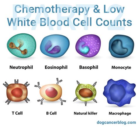 Low White Blood Cell Count Prostate Cancer - CancerWalls