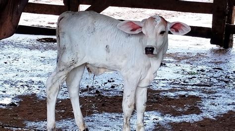 Inseminando Duas Vacas Novilha Pariu Youtube