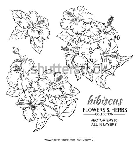 Hibiscus Flowers Vector Set On White Stock Vector Royalty Free