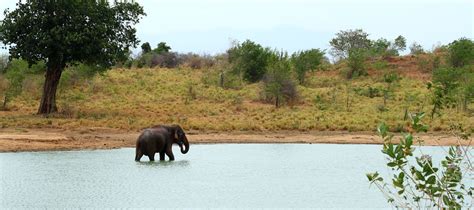 Udawalawe Safari Camp | Camping Safari in Udawalawe | Safari Camping in ...