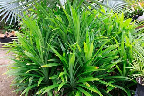 Edible Pandan Pandanus Amaryllifolius Plant Profile Oxley Nursery