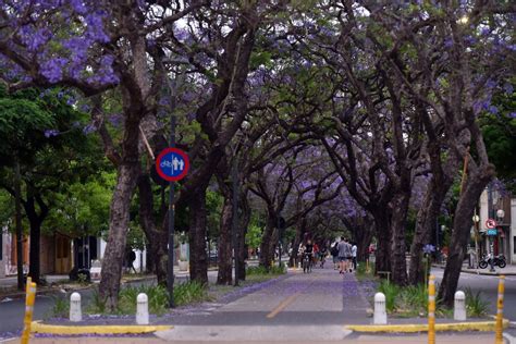 Details Rboles Plantados En Las Calles De Madrid Abzlocal Mx