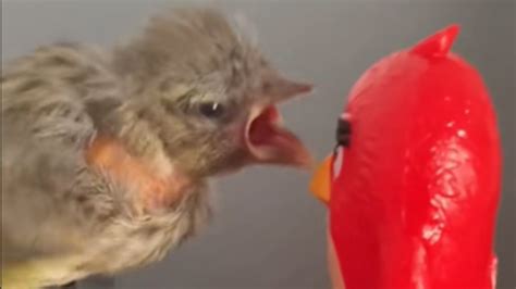 Baby Bird Screaming At Red Angry Birds Toy Know Your Meme