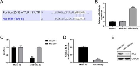 Mir 130a 5p Directly Targets Zonula Occludens 1 Zo 1 A Targetscan Download Scientific