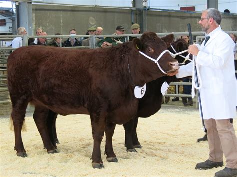 Spring Show Sale March Th Sedgemoor Market Red Ruby Devon Cattle