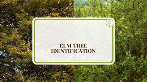 Elm Tree Identification: Specific Leaves, Seeds, and Bark - Plant America