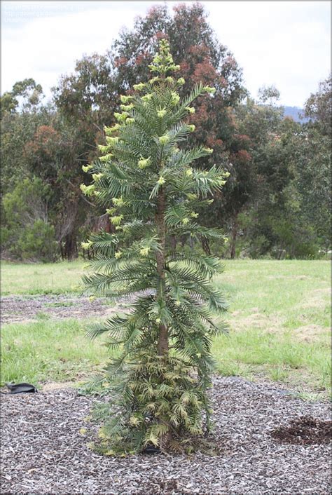 Plantfiles Pictures Wollemia Species Wollemi Pine Wollemia Nobilis