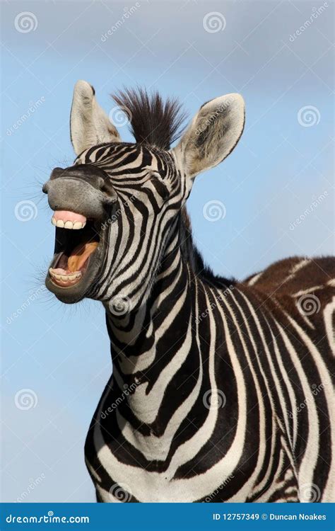 Laughing Zebra Stock Image Image Of Chuckle Mammal 12757349