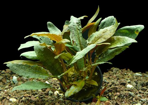 1 Topf Cryptocoryne Wendtii Tropica 1A Qualität 1 Topf