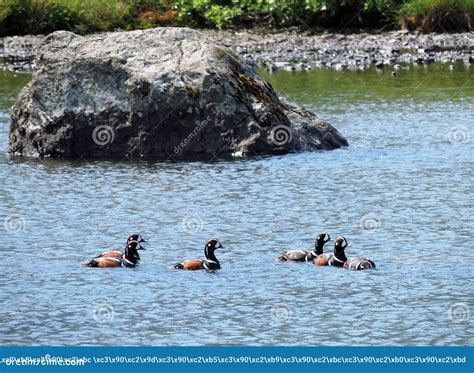 The Wildlife of Kamchatka. Kamchatka Mountains. Kamchatka Peninsula ...