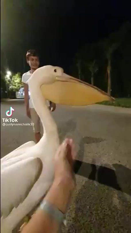 Can You Posr The Video That The Pelican Is From Tumbex